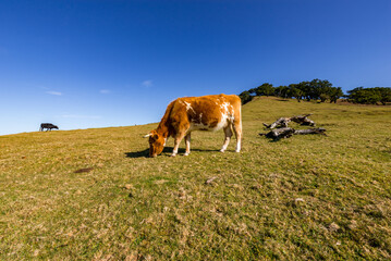 Herd of cows grazing on field.