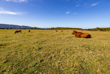 Herd of cows grazing on field.
