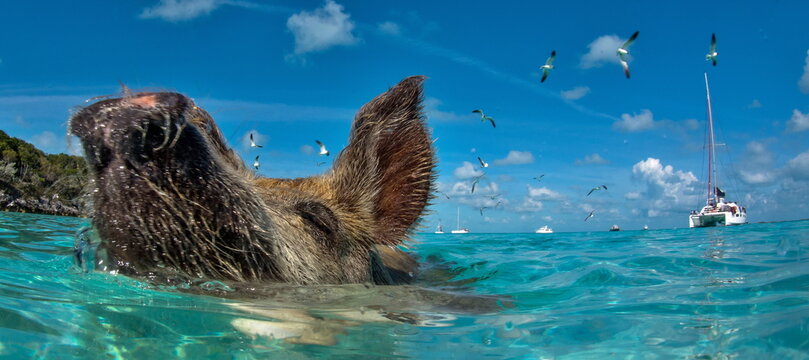 Swimming pig in Exuma Cays Bahamas