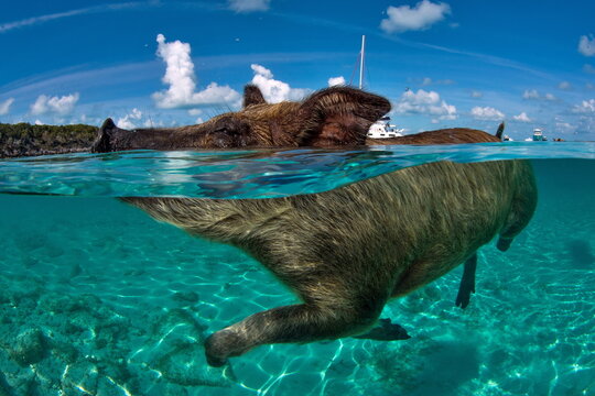 Swimming pig in Exuma Cays Bahamas