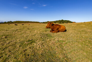 Herd of cows grazing on field.