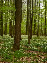 Buschwindröschen, Anemone nemorosa, im Frühlingswald