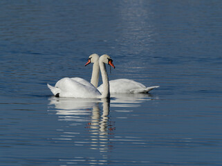 Höckerschwan, Cygnus olor
