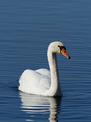 Höckerschwan, Cygnus olor