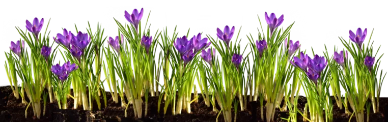 Fotobehang Krokus crocuses panel  © sunnychicka