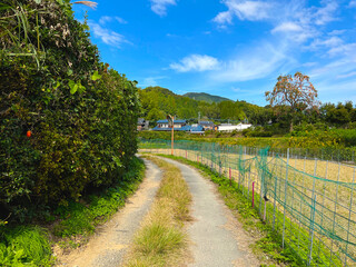 日本の農村の風景