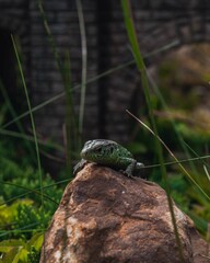 green lizard on a stone