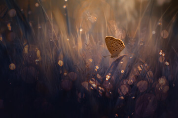 butterfly in the plants