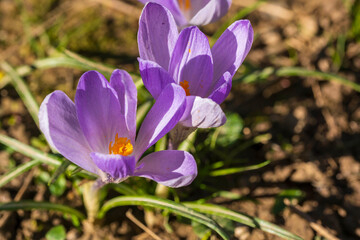 Obraz na płótnie Canvas Close-up of gorgeous purple flowering crocuses in a meadow on a sunny spring day