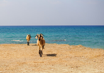 two goats on the beach in Greece