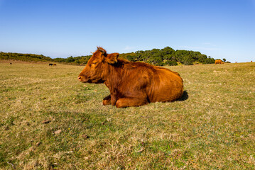 Herd of cows grazing on field.