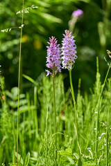 Fuch´s Knabenkraut, Fuch´s Fingerknabenkraut, Fuch´s Fingerwurz, Dactylorhiza fuchsii
