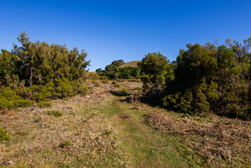 Obraz premium Green panorama with green trees and grass on field. 