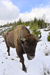 Wisent