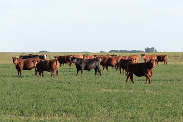 Herd of young cows