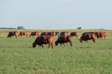 Herd of young cows