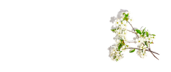 Blooming cherry branches isolated on white background. Festive greeting card