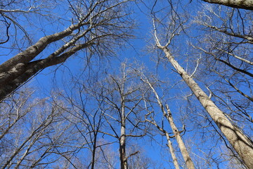 great smoky mountains