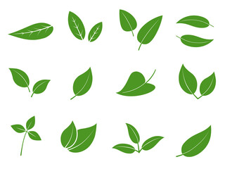 Collection of different green leaves. Illustration on transparent background