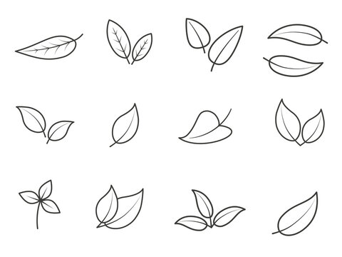 Collection of different leaves. Linear Illustration on transparent background