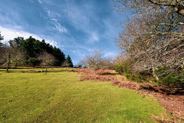 Green Forest panorama with green trees and grass on field. 