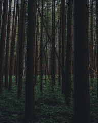 Obraz premium forest in the morning