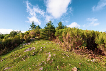 Obraz premium Green Forest panorama with green trees and grass on field. 