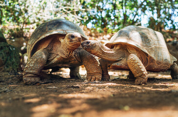 Couple of Aldabra giant tortoises endemic species - one of the largest tortoises in the world in...