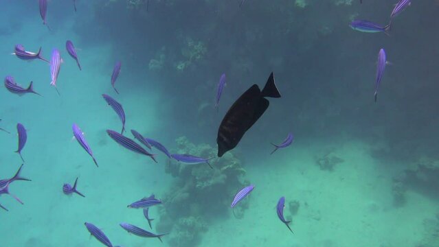 Blue fish shimmer under the rays of the sun. Natural background with sun glare. Red sea