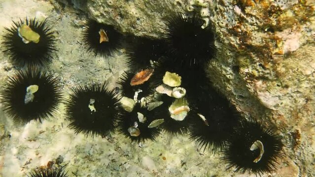 Black sea urchins (Arbacia lixula) on a rocky coastal sea in the Mediterranean, invasive species of sea urchin
