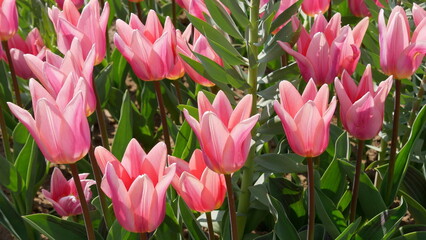 Leuchtende pinkfarbene Tulpen