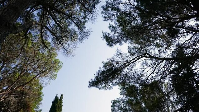 Mediterranean forest and scrubland on an island in Croatia