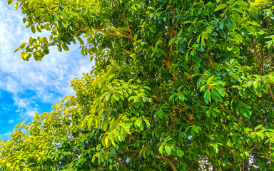 Trees Treetops Plants and Nature in Playa del Carmen Mexico.