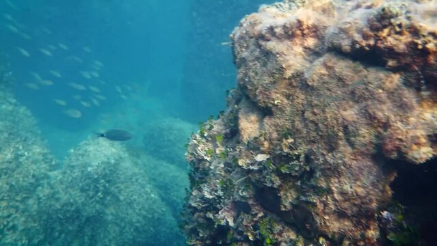 Underwater landscape with fish between large rock formation in the Adriatic Sea near the Brijuni National Park