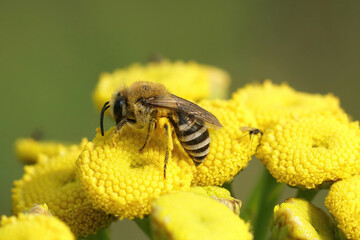 Closeup on a Davies' Cellophan bee, Colletes daviesanus , sitting on a yellow Tansy, Tanacetum vulgare, flower in the garden