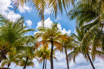 Fototapeta na wymiar Coconut palm trees against blue sky on Caribbean Island.