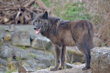 schwarzer Wolf