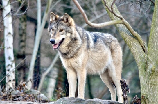 hübscher Wolf © bibi68mac