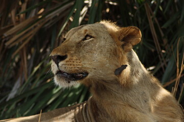 portrait of a lion