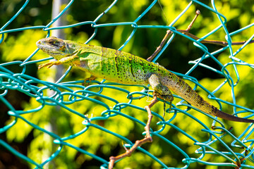 Caribbean green lizard on the fence Playa del Carmen Mexico.