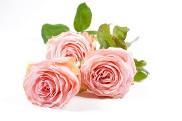 Naklejka premium Rose Rosenblüten