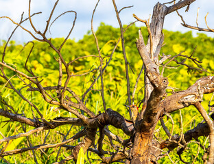 Red bellied woodpecker hammering drill on tree trunk in Mexico.