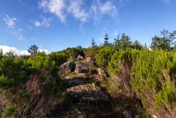 Green Forest panorama with green trees and grass on field. 