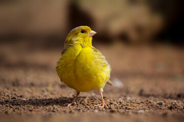 The Domestic Canary is standing on the ground. High quality photo - obrazy, fototapety, plakaty