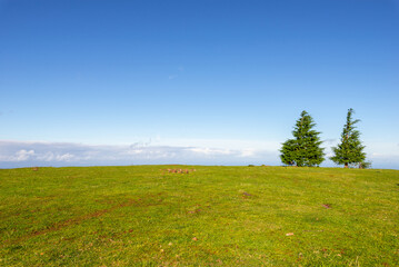 Green Forest panorama with green trees and grass on field. 
