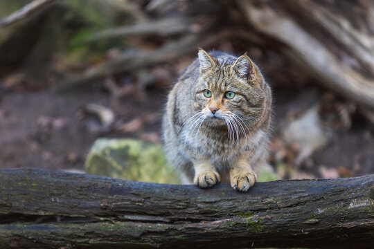 European Tree Cat