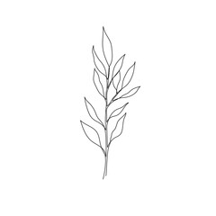 Outline plant eucalyptus leaf. One continuous line art decorative plant leaf. Editable stroke eucalyptus foliage floral element. Isolated vector illustration