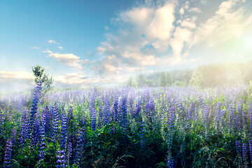 Sunrise on a field covered with flowering lupines in spring or early summer season with fog and...