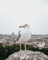 seagull on the roof