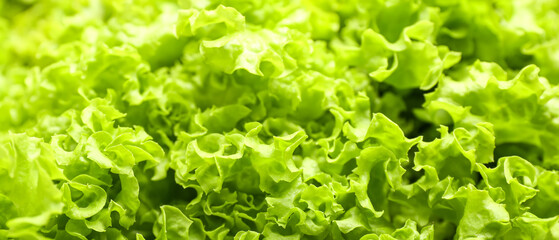 Fresh green lettuce leaves, closeup - obrazy, fototapety, plakaty